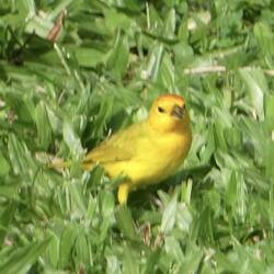 ein Safrangilbtangare