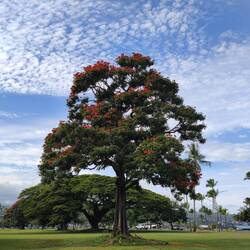 Afrikanischer Tulpenbaum