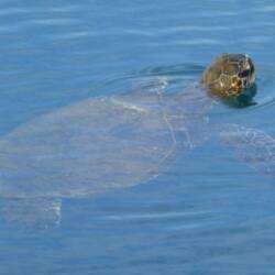 eine Meeresschildkröte