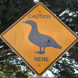 Die Nēnē (Hawaiigans) ist der Nationalvogel der Hawaiianer