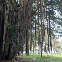 Die Banyanbäume wurden in den 1930er Jahren von bekannten Persönlichkeiten gepflanzt.