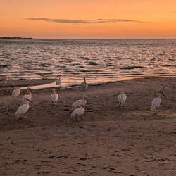 Pelikane und Sonnenuntergang