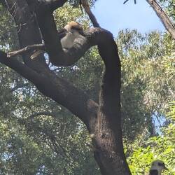 Kookaburra