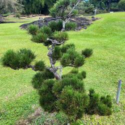 Bonsai- und gezielt geschnittene Pflanzen: Zeichen für Harmonie zwischen Mensch und Natur.