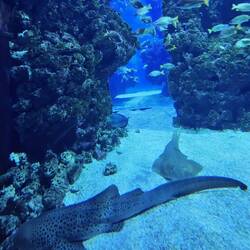 Eindrucksvolle Aquarien bieten Einblicke in die spannende Unterwasserwelt der Weltmeere