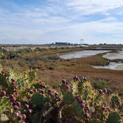 Vorbei an vogelreichem Marschland