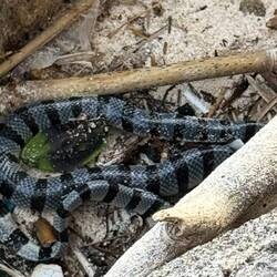 The poor banded krait that a boy tried to kill. I hope if I meet him again, he remembers I saved him