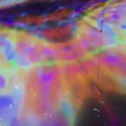 Koi fish in milky water