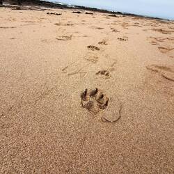 ...spezielle Spuren im Sand 🐨🦀