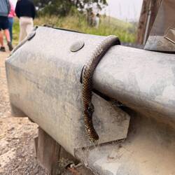 ..erlegte Giftschlange 🐍