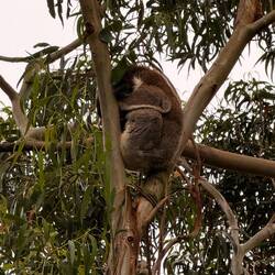 Schlafender Kosla🐨