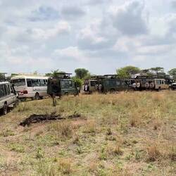 Löwensichtung 🙈🙊🙉