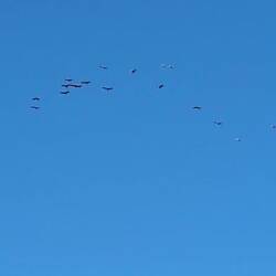 Vier Kranichschwärme konnten wir beobachten.