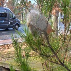 Die Viecher können selbst dort überleben 🫣