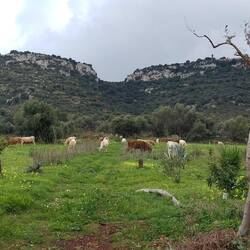 Die Kühe des Nachbarn durchbrachen kurzerhand die Steinmauer (grüneres Gras auf unserer Seite?)