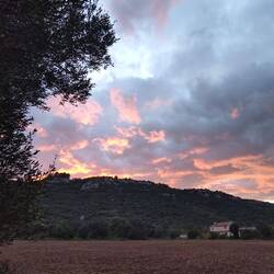 Winterweizen eingesät