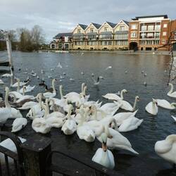 Some Swan upping on the Thames at Windsor