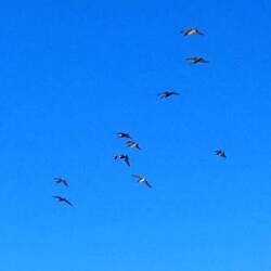 Und auch hier sind Pelikane unterwegs ...