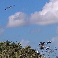 Die Fregattvögel lassen sich von uns nicht stören.
