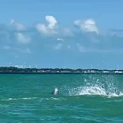 ... die vor lauter Lebensfreude ? aus dem Wasser springen 🐬