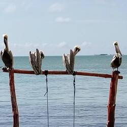 ... sehen wir viieele Pelikane ...