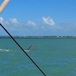 Auf der gemeinsamen Bootstour am nächsten Vormittag gibt's Delphine zu sehen, ...