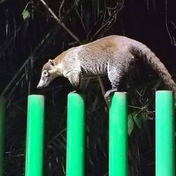 Der Zaun zum angrenzenden Park ist überhaupt kein Hindernis ...