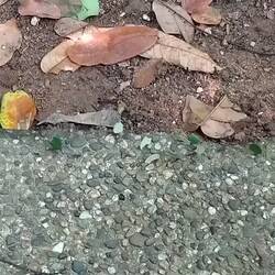 Zwischen all den Steinen ... eine ganz schön lange Ameisenstraße mit Blattschnitt 👏