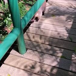 Und dazwischen immer wieder Ameisenbären 🤗