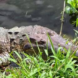 ... schauen dich Krokodile an 😳