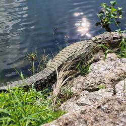 ... wirklich mitten in der Stadt ...