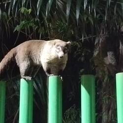 ... für die wie selbstverständlich balancierenden Ameisenbären 🫨