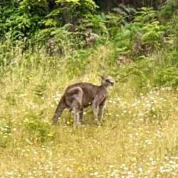 ...endlich ein Känguru 😅🦘