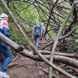 ab durchs Unterholz (Hibiskus)