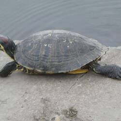 Rotwangen-Schmuckschildkröte