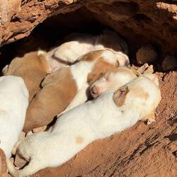 7 ganz frische Puppies