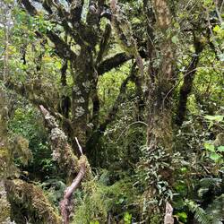 Lauter verwunschene Bäume wie bei den 🧚‍♀️