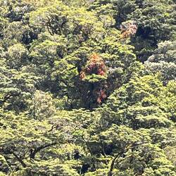 Blüten in den Bäumen