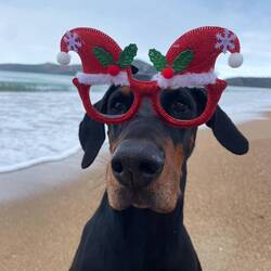 ..die Hundepuppi macht jeden Spaß mit und fühlt sich hier PUDELWOHL🤣