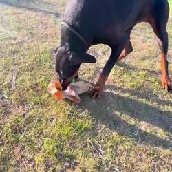 ..da hat wer a große Freude 💝💓