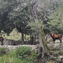 Mallorquinische Wildziegen