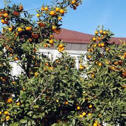 Mandarinen im Überfluss. Dazu sehr lecker😊!