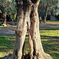 Olivenhain in Cimiez