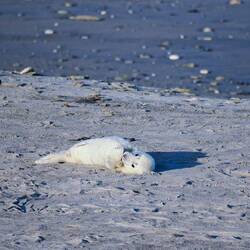 und Kleine (hier noch mit Nabelschnurr)