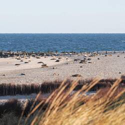 am ganzen Strand Kegelrobben