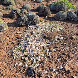 parece que también se da bien el Mejillón