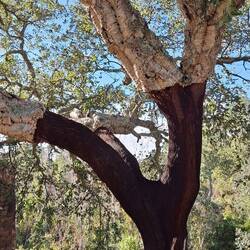 Korkeichen säumen unseren Weg