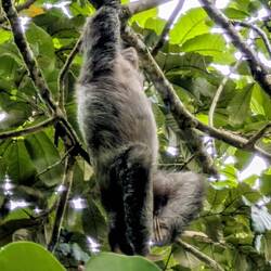 Faultier, frisch abgehangen