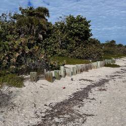 We walked out to the old quarantine dock 1901. These were probably from an associated structure.