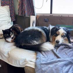 Even the animals have enjoyed the down time